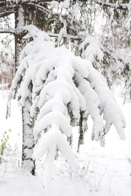 Rama de abeto cubierta de nieve en el parque Invierno