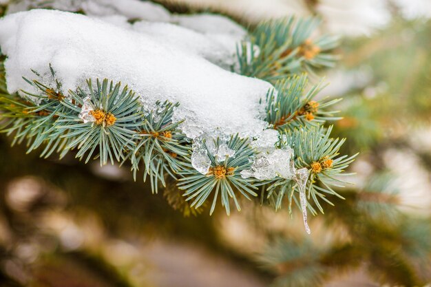 La rama de abeto está cubierta con una gruesa capa de nieve_