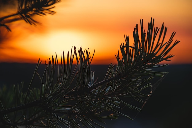 rama de abeto en el fondo de una hermosa puesta de sol