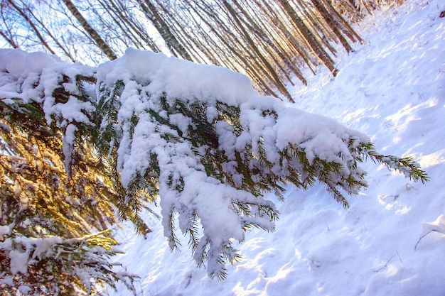 Una rama de abeto con una gran pila de nieve en un bosque de invierno con un horizonte intencionalmente ensuciado Enfoque selectivo en la rama el fondo está borroso