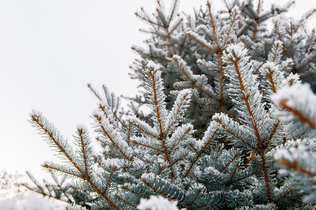 Rama de abeto con nieve blanca. Abeto de invierno en la helada. Capa de nieve sobre ramas de abeto con escarcha. Ramas de abeto de árbol de coníferas en la nieve para Año Nuevo.