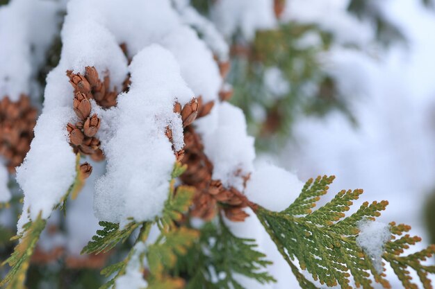 Una rama de abeto en la nieve Centrarse en los baches