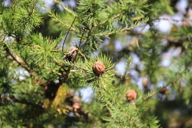 La rama de abeto verde con pequeñas protuberancias marrones