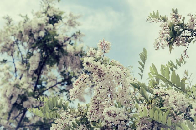 Rama de acacia blanca floreciente