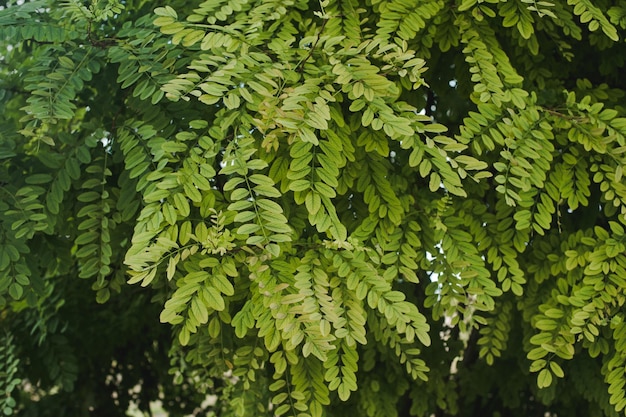 Rama de acacia con hojas verdes. Hojas de acacia