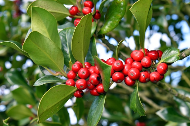 Rama de acebo (Ilex aquifolium) con frutos en otoño e invierno