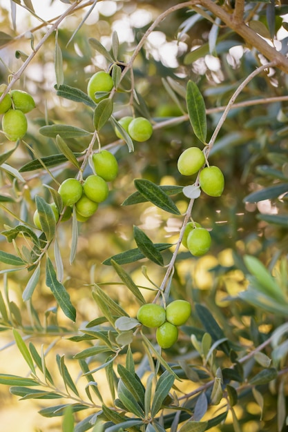 Rama de aceitunas verdes