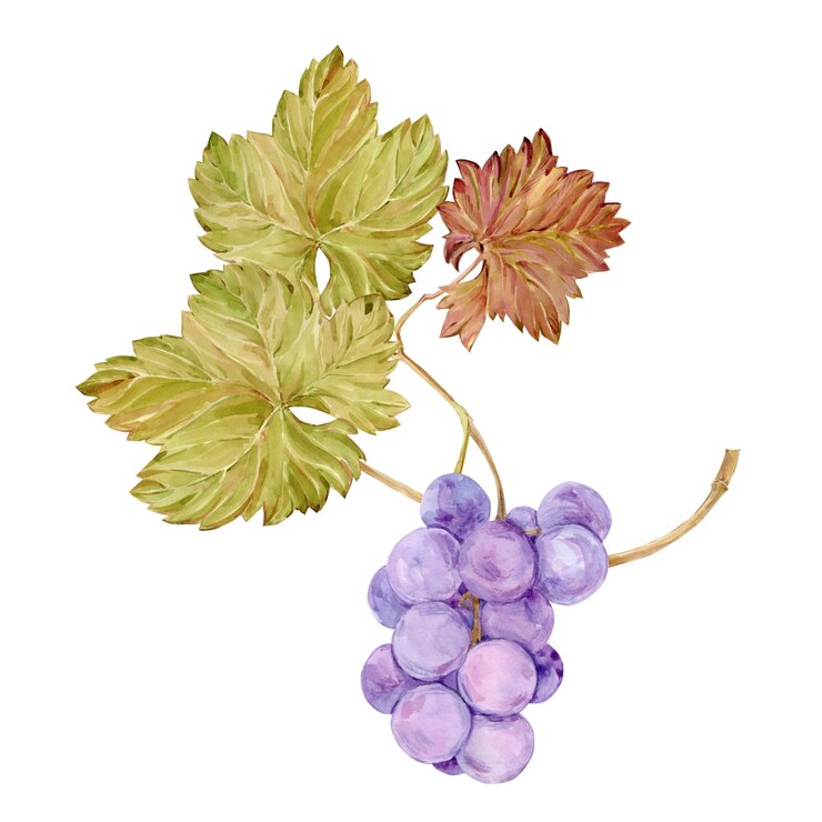 Foto rama de acuarela con uvas de lila ilustración de hojas y ramas de frutas púrpuras aisladas sobre un fondo blanco bayas para etiquetas de mermelada de jugo de vino clipart para restaurante de cafetería de bodega