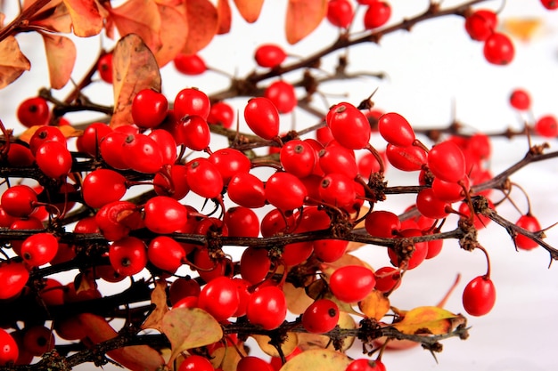 Rama de agracejo (Berberis vulgaris) con frutos rojos maduros aislado sobre un fondo blanco.