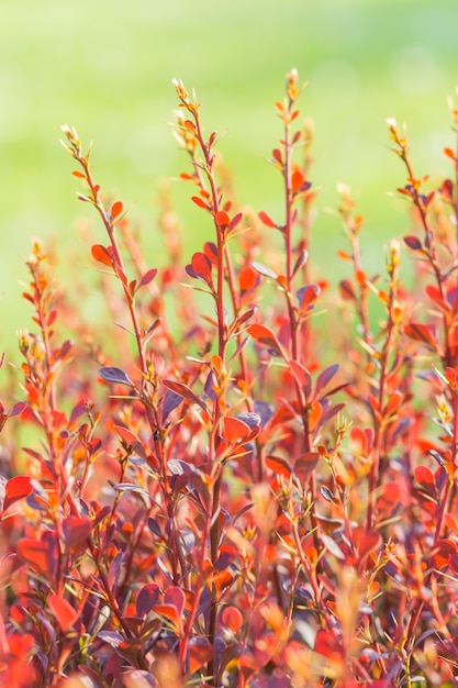 Rama de agracejo rojo en el jardín botánico