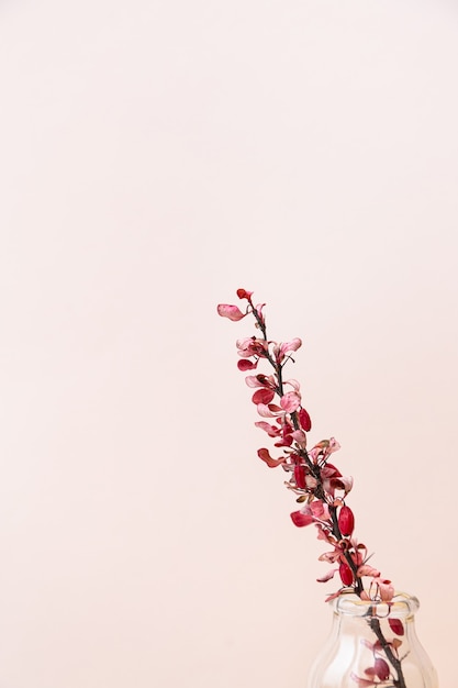 Una rama de agracejo seco en un jarrón sobre un fondo rosa