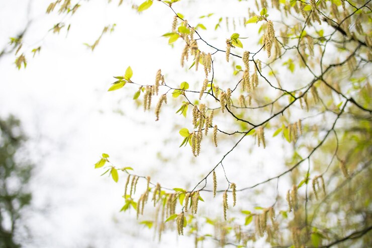 rama de álamo temblón con amentos verdes sin hojas a principios de primavera en el parque
