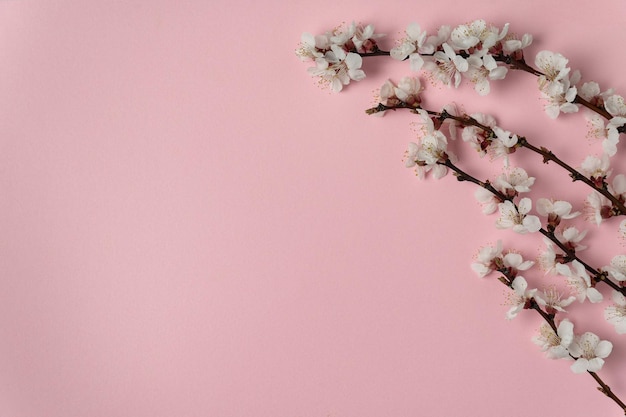 Rama de albaricoque con flores sobre fondo rosa. Plantilla. Fondo. copia espacio