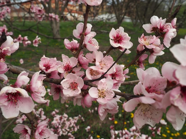 Rama de albaricoque o melocotón con flores en flor de primavera Una abeja zumbante disfruta del hermoso paisaje rosa Flores de primavera de color rosa púrpura