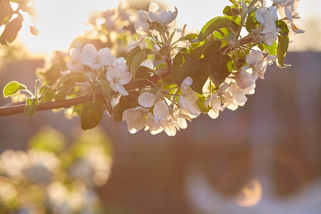 Rama de albaricoque que florece al atardecer Fondo de primavera natural Espacio de copia