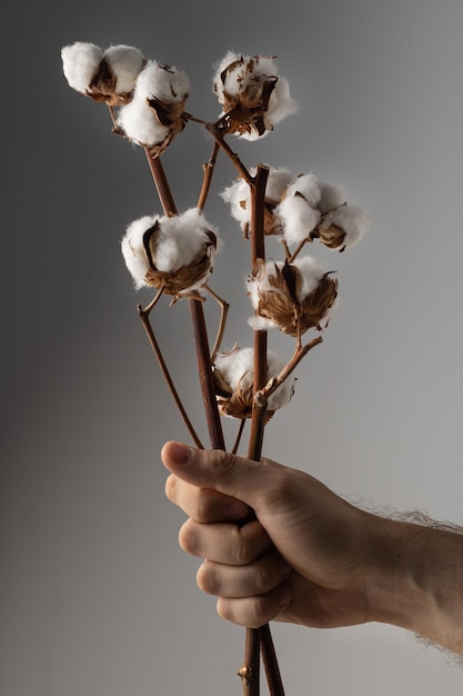 Una rama de algodón en una mano masculina sobre un fondo gris