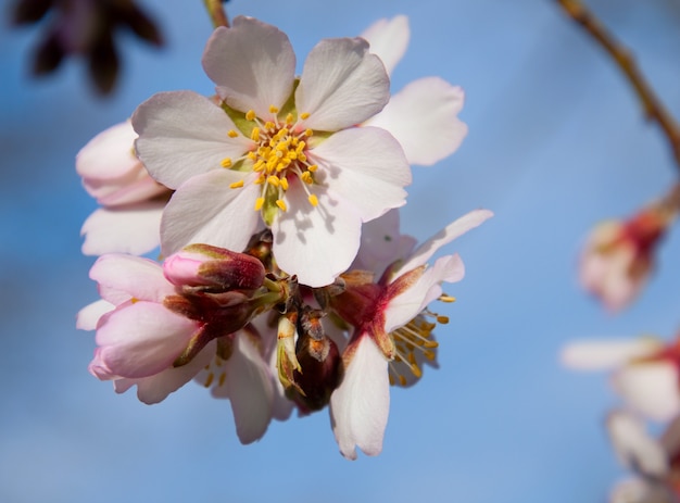 Rama de una almendra floreciente contra el cielo azul