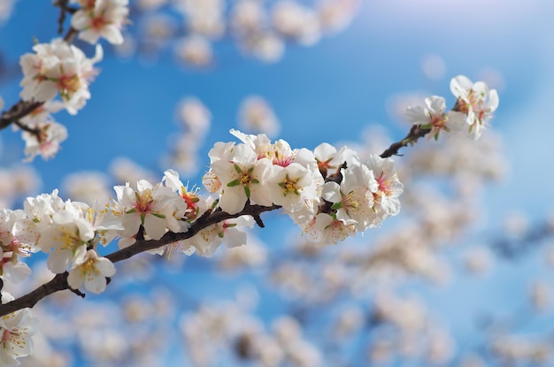 Rama de almendra primaveral. Árbol blanco. Composición de la naturaleza.