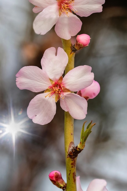 Rama de almendro con flores en primavera