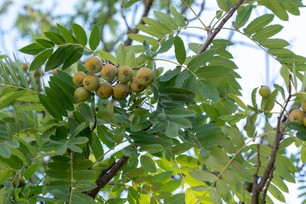 Rama de almendro con nueces de almendras verdes