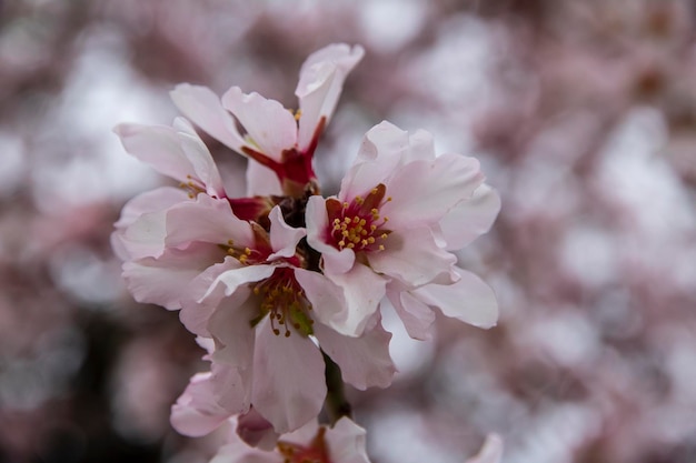 Foto rama de almendro que florece en el mes de abril en la montaña de alicante