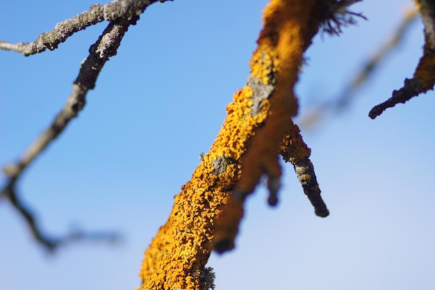 una rama de árbol con abejas en ella y un cielo azul en el fondo