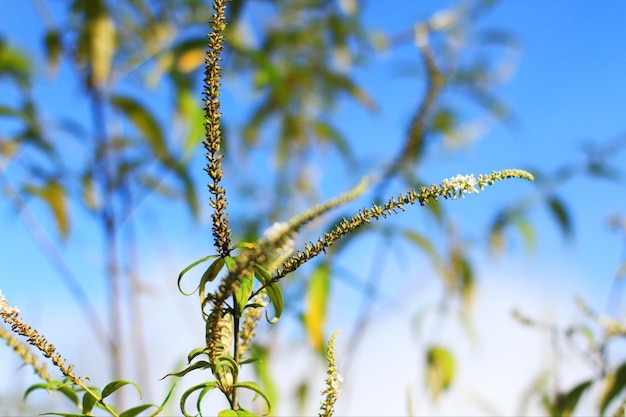 La rama del árbol de amentos de abedul florece contra el cielo azul