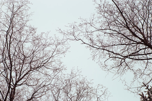 Rama de árbol desde ángulo bajo