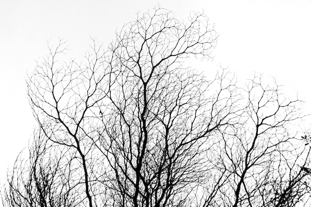 Rama de árbol de B&amp;W contra el cielo