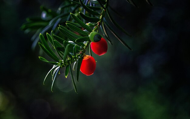 Foto una rama de un árbol con bayas en él