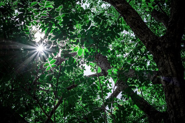 Rama de un árbol en el bosque en el. - telón de fondo de la naturaleza para el verano.