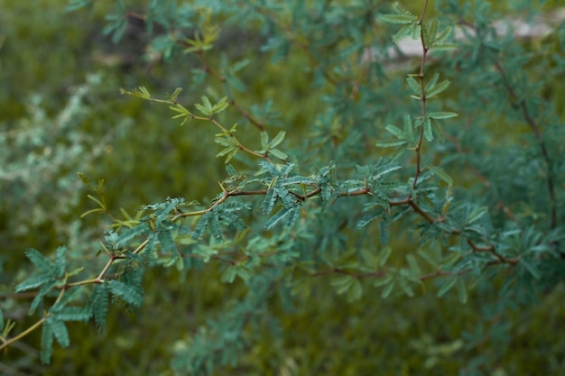 Rama de un árbol de calden en una vista de cerca