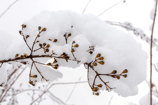 Rama de árbol bajo una capa de nieve en el bosque después de una nevada en invierno