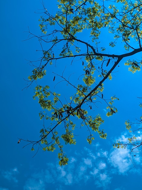 La rama de un árbol con el cielo de fondo
