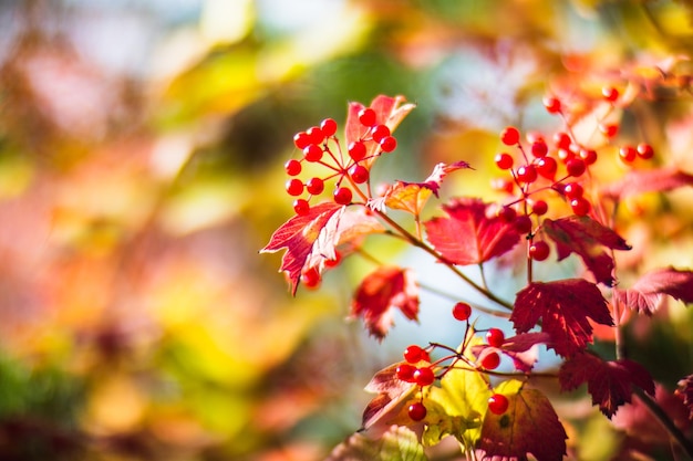 Rama de árbol con coloridas hojas de otoño y bayas rojas primer plano Fondo de otoño Hermoso fondo borroso fuerte natural con copyspace