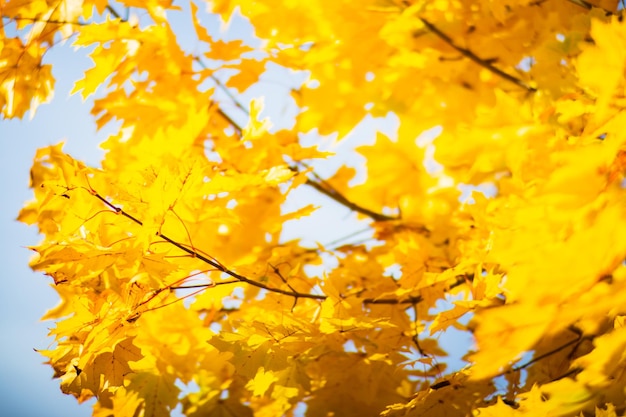 Rama de árbol con coloridas hojas de otoño de cerca Fondo de otoño Hermoso fondo borroso fuerte natural con copyspace