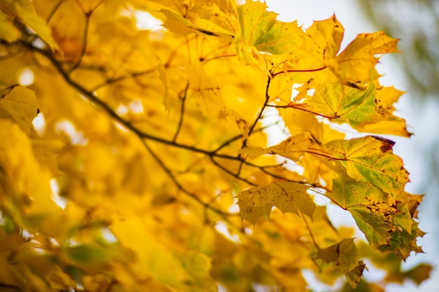 Rama de árbol con coloridas hojas de otoño de cerca Fondo de otoño Hermoso fondo borroso fuerte natural con copyspace