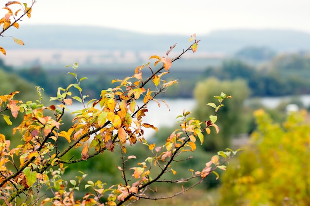 Rama de árbol con coloridas hojas de otoño en el fondo del río