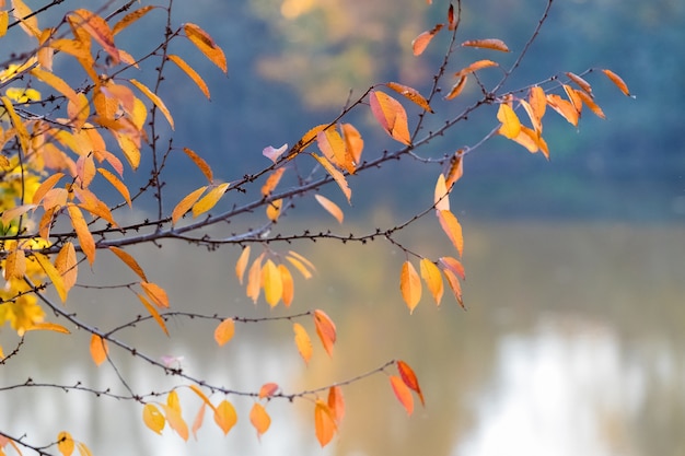 Rama de árbol con coloridas hojas de otoño junto al río con agua clara