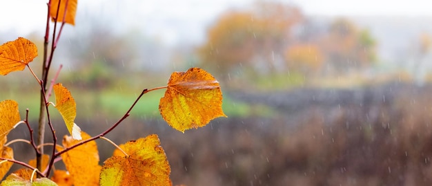 Una rama de árbol con coloridas hojas de otoño en un prado cuando llueve