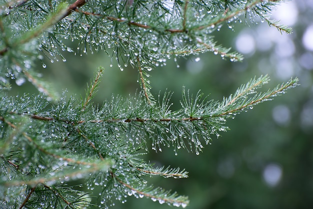 Rama de un árbol conífero con gotas de agua.