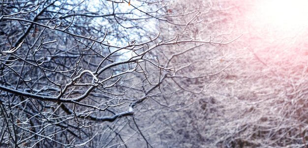 Rama de árbol cubierta de nieve en el bosque de invierno durante el amanecer