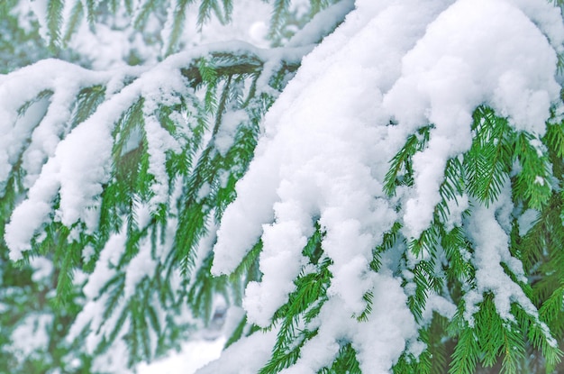 Una rama de un árbol cubierta de nieve esponjosa Ramas de un árbol de Navidad