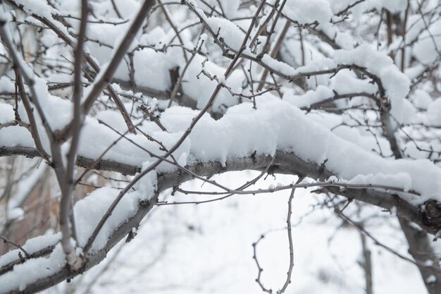 Rama de árbol cubierta de nieve Invierno