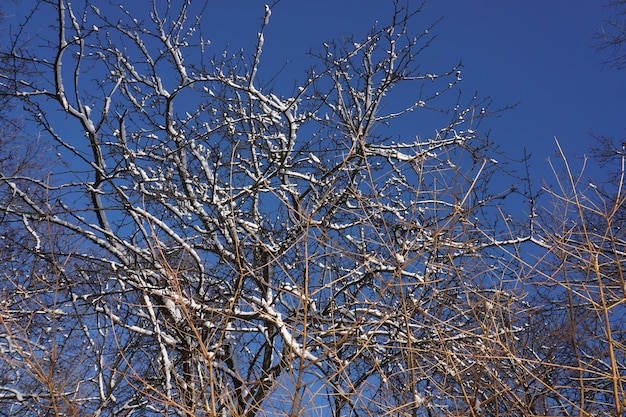 Rama de árbol cubierta de nieve en invierno