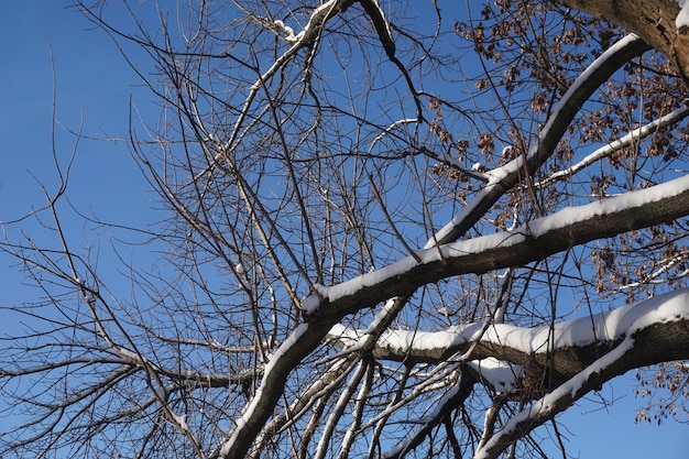 Rama de árbol cubierta de nieve en primer plano de invierno
