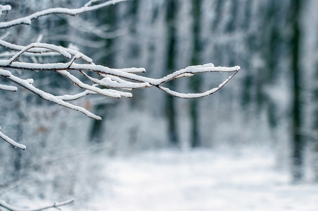 Rama de un árbol cubierto de nieve en el bosque de invierno, vista de invierno