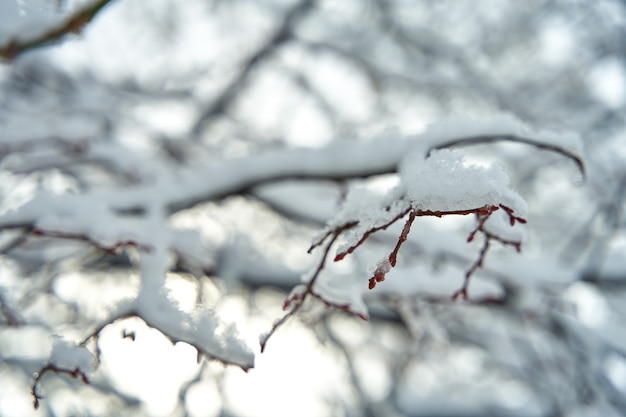 Rama de un árbol cubierto de nieve en el bosque de invierno.