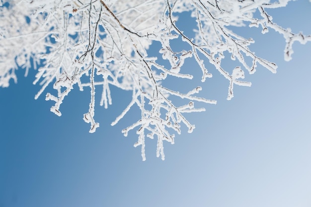 Rama de un árbol cubierto de nieve contra el enfoque selectivo de fondo desenfocado y poca profundidad de campo.