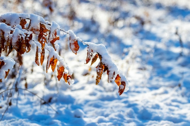 Rama de un árbol cubierto de nieve con hojas secas dobladas hacia el suelo